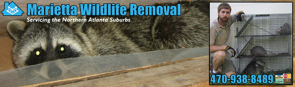 Marietta Wildlife and Animal Removal